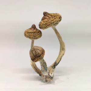 Buy Magic Mushrooms Online