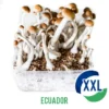 ECUADOR XL-MYCELIUM BOX (2100 ML)
