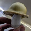 Buy Gold Caps Mushrooms Online