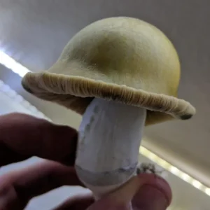 Buy Gold Caps Mushrooms Online